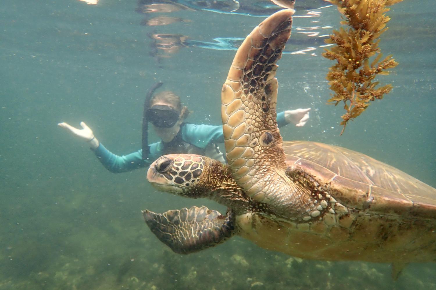 一名<a href='http://ftd.babytripster.com'>全球十大赌钱排行app</a>学生在Galápagos群岛游学途中与一只巨龟游泳.
